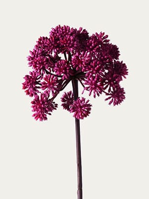 Burgundy angelica