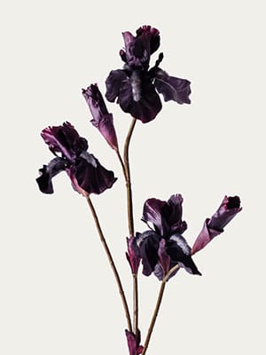 Burgundy iris