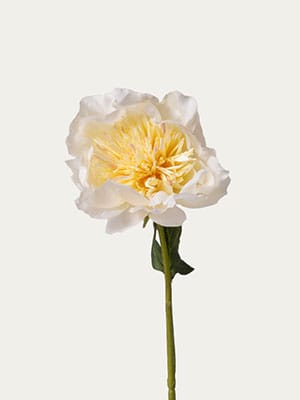 Cream Peony