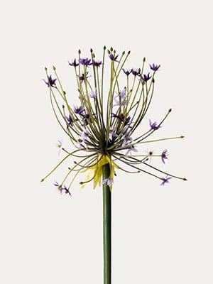 Lilac allium