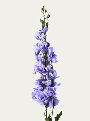 Lilac Delphinium
