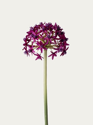 Violet allium