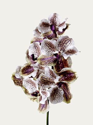 Mauve vanda orchid