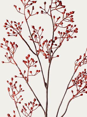 Orange berry branch