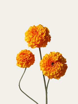 Orange marigold