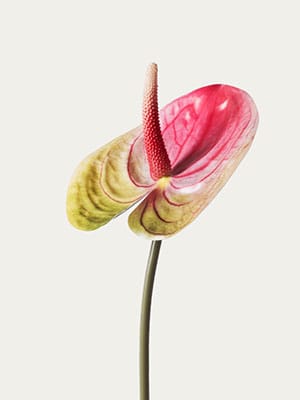 Pink anthurium