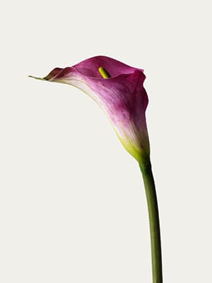 Pink calla