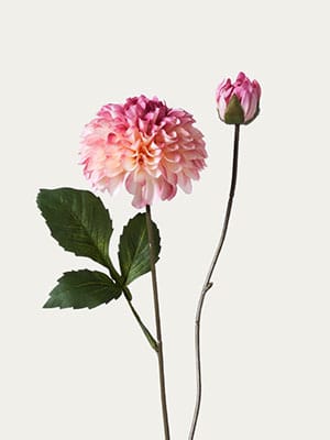 Pink dahlia
