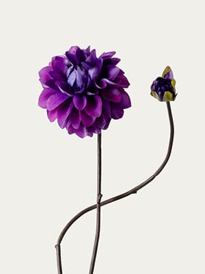 Purple dahlia