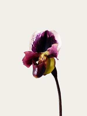 Purple slipper orchid