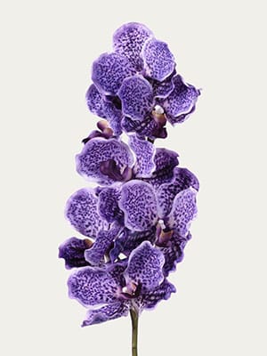 Purple Vanda Orchid