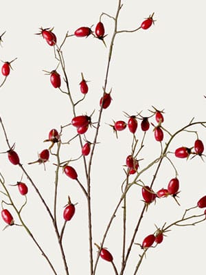 Red rosehip branch