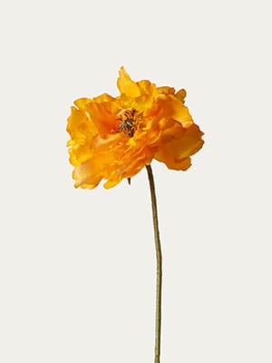 Yellow poppy