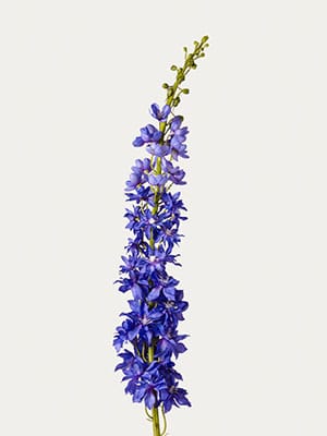 Delphinium