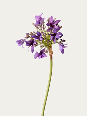 Purple Agapanthus
