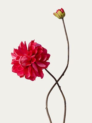 Red Dahlia