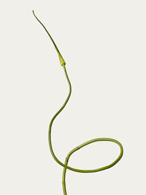 Serpent Garlic
